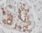 Zinc Finger Protein 2 antibody, FNab09666, FineTest, Immunohistochemistry paraffin image 