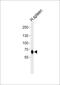MX Dynamin Like GTPase 1 antibody, PA5-72412, Invitrogen Antibodies, Western Blot image 