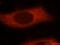 Nudix Hydrolase 10 antibody, 17508-1-AP, Proteintech Group, Immunofluorescence image 