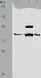 ArfGAP With GTPase Domain, Ankyrin Repeat And PH Domain 1 antibody, TA323381, Origene, Western Blot image 