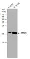 High mobility group protein HMG-I/HMG-Y antibody, GTX100307, GeneTex, Western Blot image 