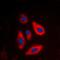 Galactokinase 1 antibody, orb213966, Biorbyt, Immunofluorescence image 