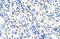 DEAD-Box Helicase 47 antibody, 29-531, ProSci, Immunohistochemistry paraffin image 