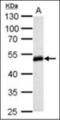 HLA class I histocompatibility antigen, A-1 alpha chain antibody, orb314339, Biorbyt, Western Blot image 