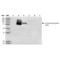 Hypoxia Up-Regulated 1 antibody, SMC-232D-A594, StressMarq, Western Blot image 