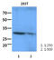 Intelectin-1 antibody, LS-C200865, Lifespan Biosciences, Western Blot image 