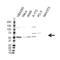Glycogen Synthase Kinase 3 Alpha antibody, VPA00205, Bio-Rad (formerly AbD Serotec) , Western Blot image 