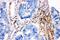 Caveolin 2 antibody, LS-C344023, Lifespan Biosciences, Immunohistochemistry frozen image 