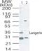 CD207 Molecule antibody, PA1-41053, Invitrogen Antibodies, Western Blot image 