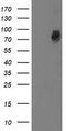 G1 To S Phase Transition 2 antibody, TA503066S, Origene, Western Blot image 