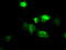 Atrial natriuretic peptide receptor 3 antibody, TA500955, Origene, Immunofluorescence image 