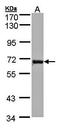 Fascin Actin-Bundling Protein 1 antibody, orb13646, Biorbyt, Western Blot image 