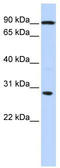 Protein boule-like antibody, TA343958, Origene, Western Blot image 