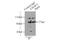 Exocyst Complex Component 5 antibody, 17593-1-AP, Proteintech Group, Immunoprecipitation image 