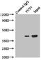 FUT5 antibody, LS-C375732, Lifespan Biosciences, Immunoprecipitation image 