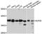 Nucleoporin 35 antibody, A12762, ABclonal Technology, Western Blot image 