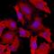 Disabled homolog 2 antibody, MAB8064, R&D Systems, Immunocytochemistry image 