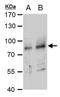 Ring Finger Protein 168 antibody, PA5-78642, Invitrogen Antibodies, Western Blot image 