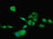 TIMP Metallopeptidase Inhibitor 4 antibody, LS-C285670, Lifespan Biosciences, Immunofluorescence image 
