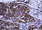 Armadillo Repeat Containing 1 antibody, TA505406AM, Origene, Immunohistochemistry frozen image 