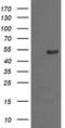 Protein Mdm4 antibody, TA505735S, Origene, Western Blot image 