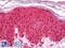GAPDH antibody, LS-B8036, Lifespan Biosciences, Immunohistochemistry frozen image 