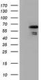 NUMB Endocytic Adaptor Protein antibody, TA501614S, Origene, Western Blot image 