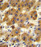 7-alpha-hydroxycholest-4-en-3-one 12-alpha-hydroxylase antibody, LS-C167247, Lifespan Biosciences, Immunohistochemistry frozen image 