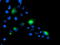 PTPN1 antibody, TA503188, Origene, Immunofluorescence image 