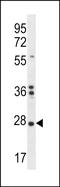 Sodium/Potassium Transporting ATPase Interacting 1 antibody, PA5-71712, Invitrogen Antibodies, Western Blot image 