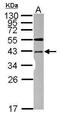 STE20-related kinase adapter protein alpha antibody, PA5-28594, Invitrogen Antibodies, Western Blot image 