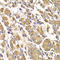 Methyltransferase Like 7B antibody, LS-C346279, Lifespan Biosciences, Immunohistochemistry paraffin image 