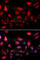 Rac GTPase Activating Protein 1 antibody, A5298, ABclonal Technology, Immunofluorescence image 