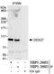 DEAD-Box Helicase 27 antibody, NBP1-26601, Novus Biologicals, Immunoprecipitation image 
