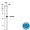 SERPINB2 antibody, MAB85501, R&D Systems, Western Blot image 