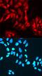 Zinc finger protein 42 antibody, AF3598, R&D Systems, Immunocytochemistry image 
