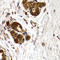 Cathepsin S antibody, A02514, Boster Biological Technology, Immunohistochemistry frozen image 