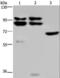 Protein OS-9 antibody, LS-C405219, Lifespan Biosciences, Western Blot image 