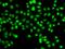 SET-binding protein antibody, orb247855, Biorbyt, Immunofluorescence image 