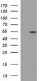 Fibrinogen Gamma Chain antibody, TA507128BM, Origene, Western Blot image 