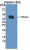 FRP antibody, LS-C727568, Lifespan Biosciences, Western Blot image 