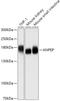 CD13 antibody, GTX64331, GeneTex, Western Blot image 
