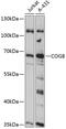 Component Of Oligomeric Golgi Complex 8 antibody, 15-501, ProSci, Western Blot image 