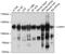 Lon Peptidase 1, Mitochondrial antibody, 19-332, ProSci, Western Blot image 