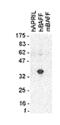 TNF Superfamily Member 13b antibody, ALX-804-147-C100, Enzo Life Sciences, Western Blot image 