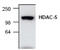 Histone deacetylase 5 antibody, AP00274PU-N, Origene, Western Blot image 