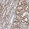 DNA polymerase subunit gamma-2, mitochondrial antibody, HPA023202, Atlas Antibodies, Immunohistochemistry frozen image 