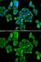 Cell Division Cycle And Apoptosis Regulator 1 antibody, GTX65837, GeneTex, Immunocytochemistry image 