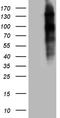 Nuclear Receptor Coactivator 7 antibody, TA810479S, Origene, Western Blot image 