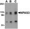Gap Junction Protein Alpha 1 antibody, orb5923, Biorbyt, Western Blot image 